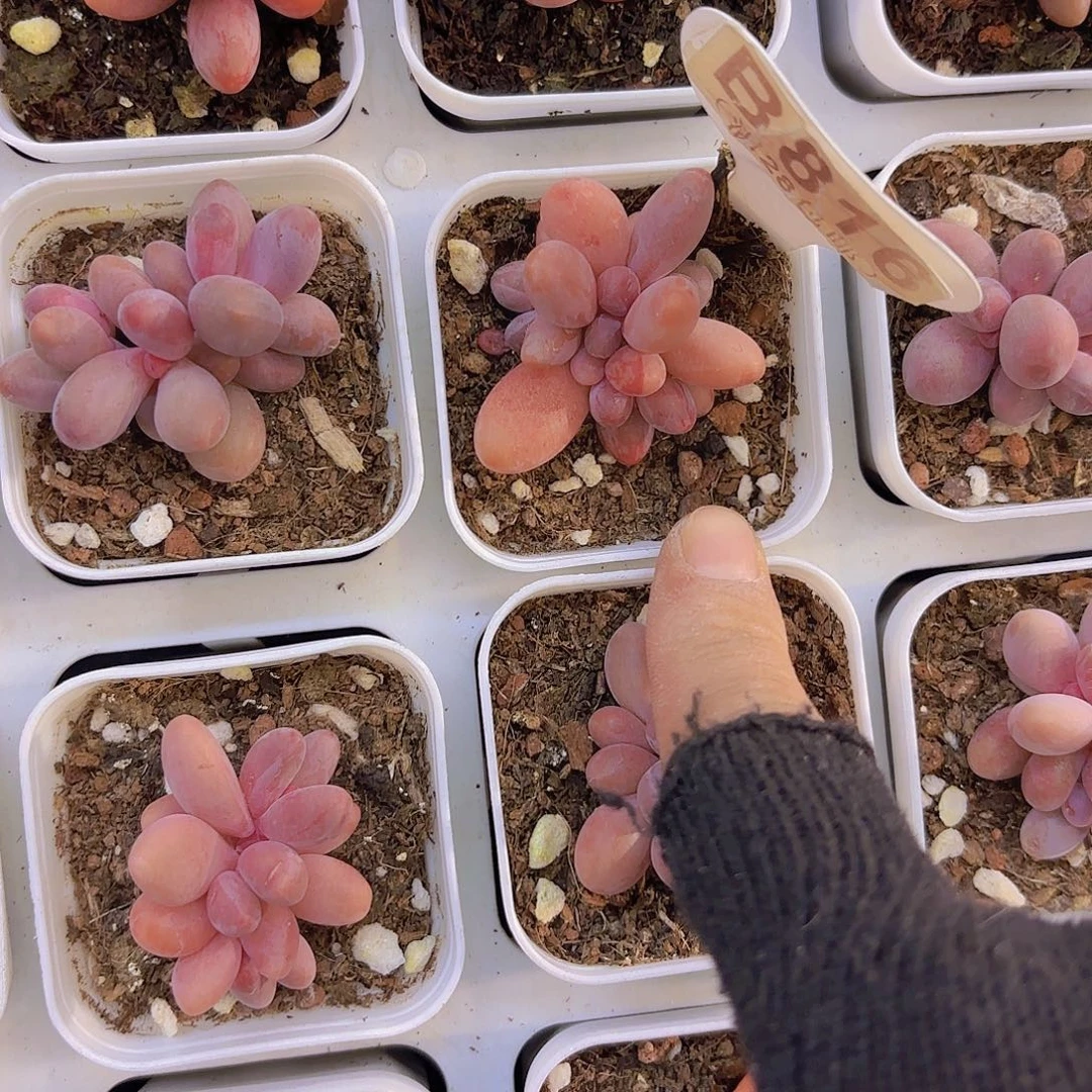 B816彩虹手指一物一拍