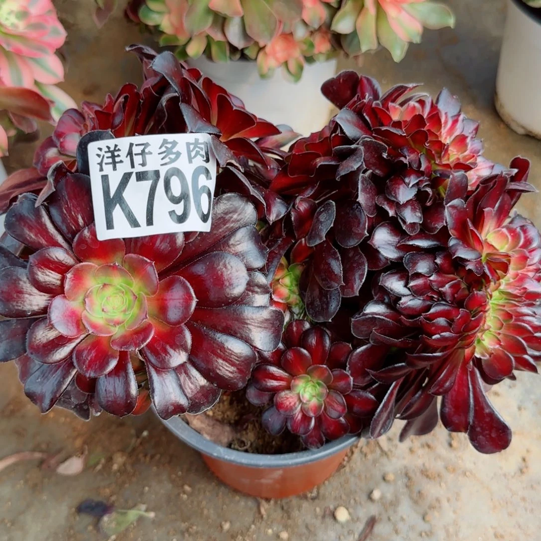 796华纳缀化法师园艺官服25左右2号