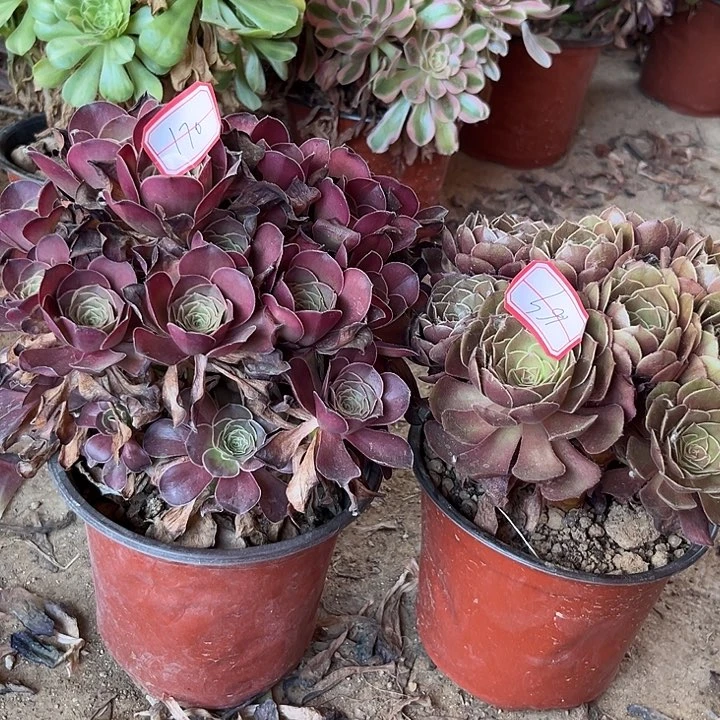 魅金黑魔多肉植物17069