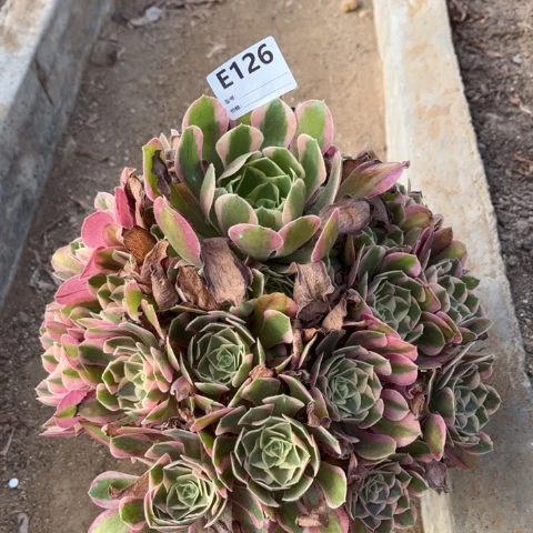 多肉植物粉花郎捧花
