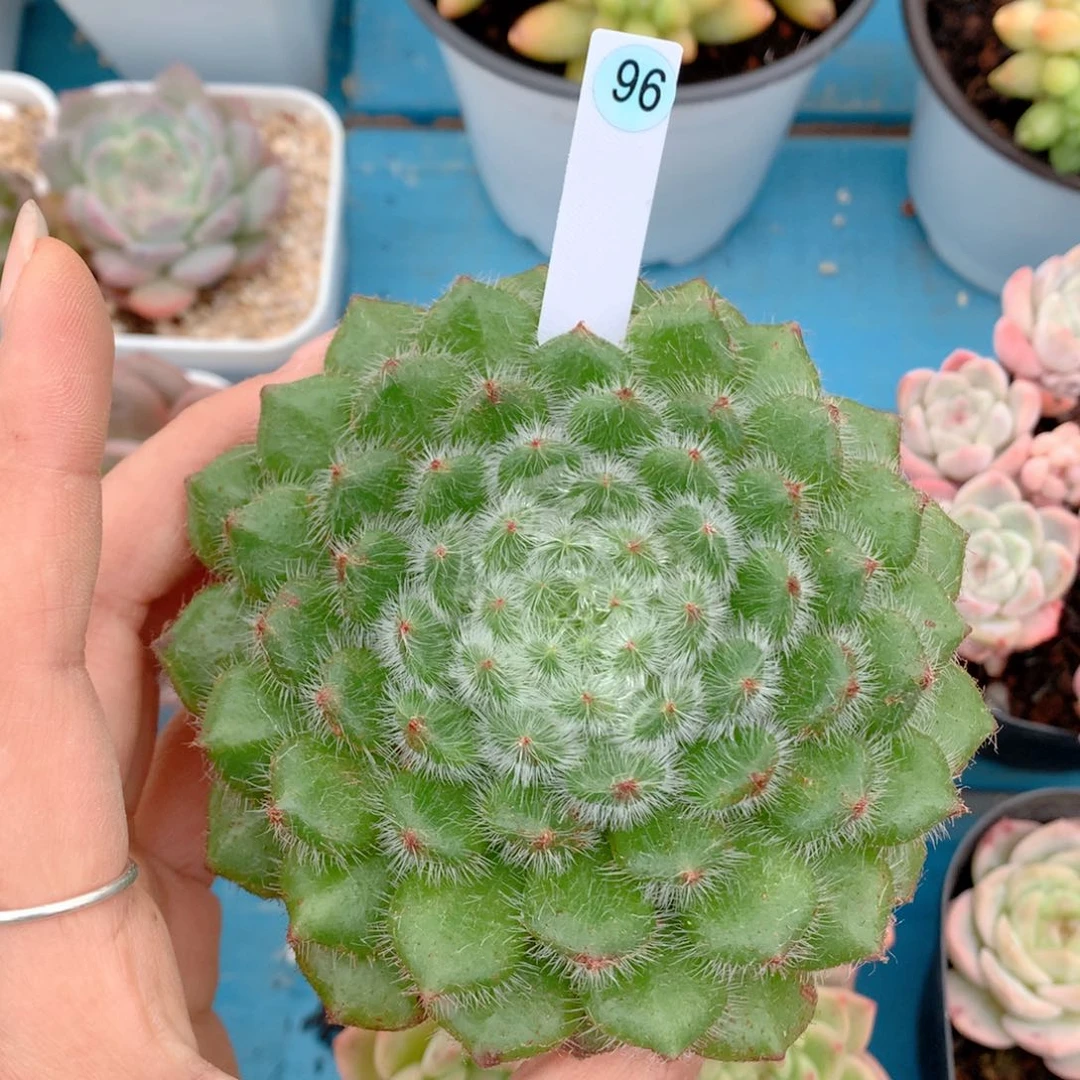 58包邮  群生不包整96