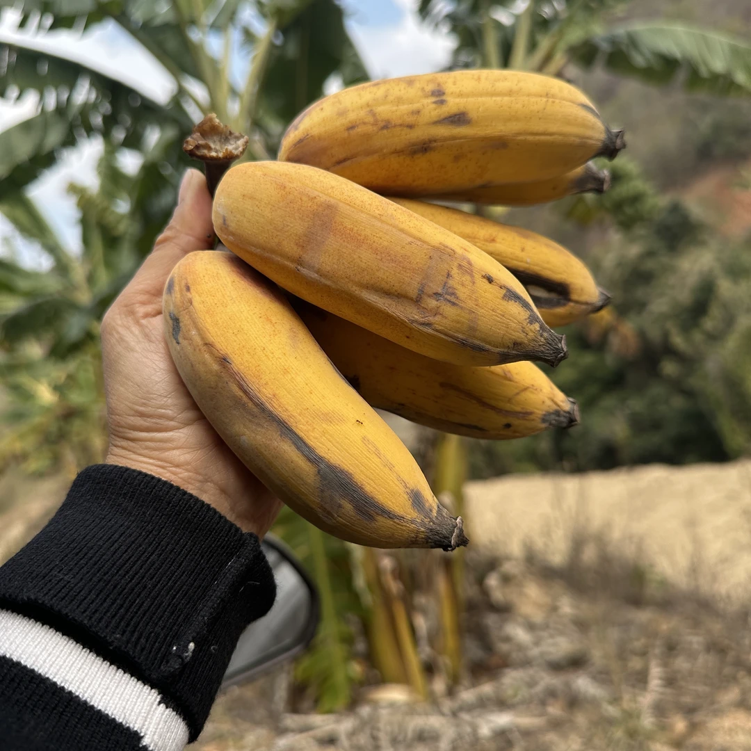 【蒋姐专属】云南元江热带河谷地区老品种芭蕉小米蕉需要催熟