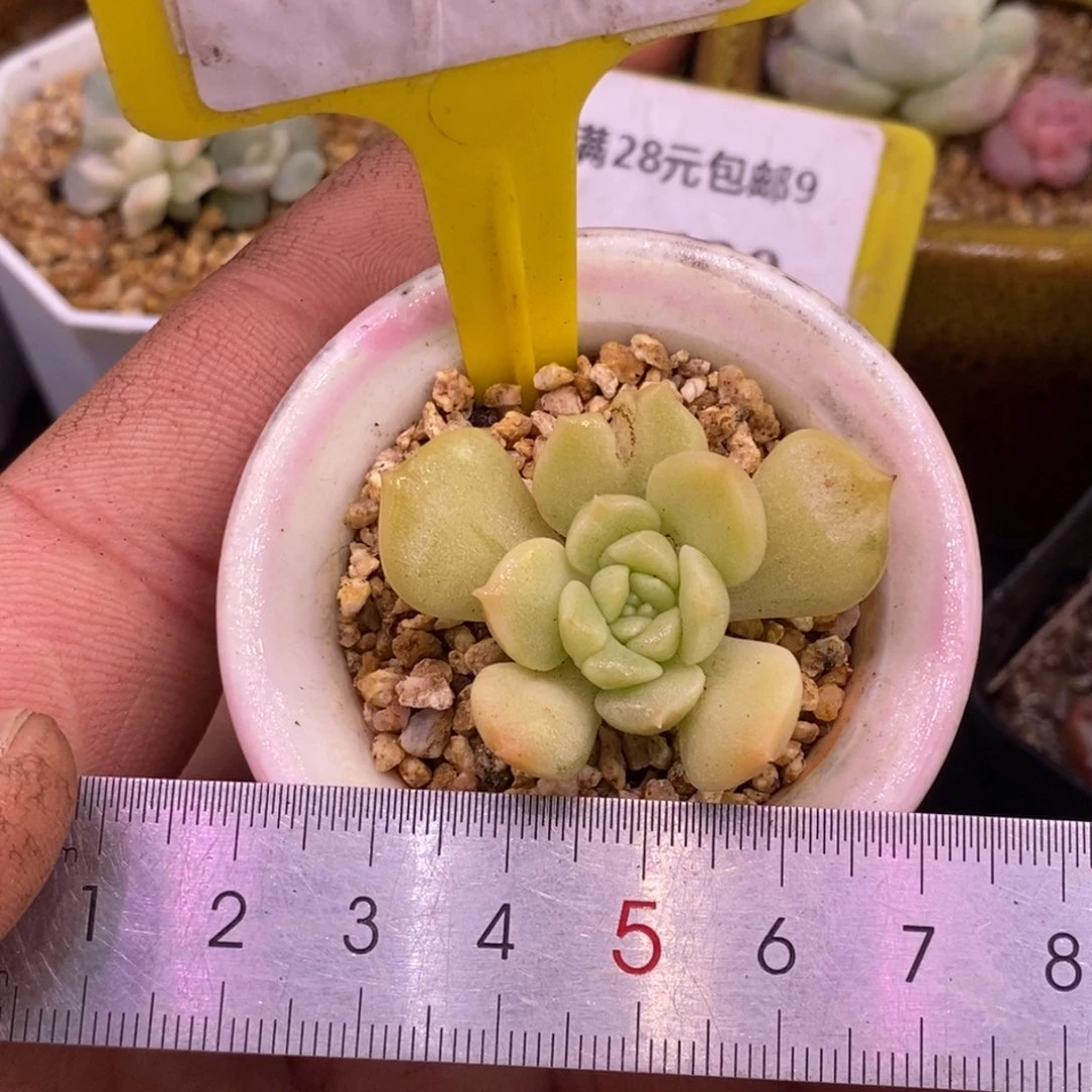 9147老桩冰魄黄拉丝锦