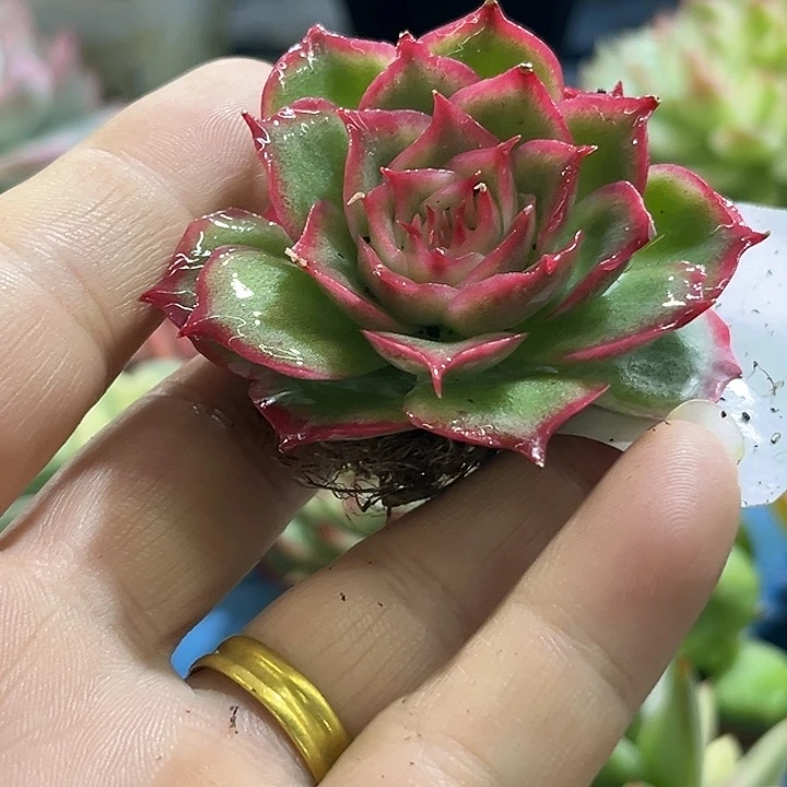 413宽叶侧影玫瑰锦炸多肉植物