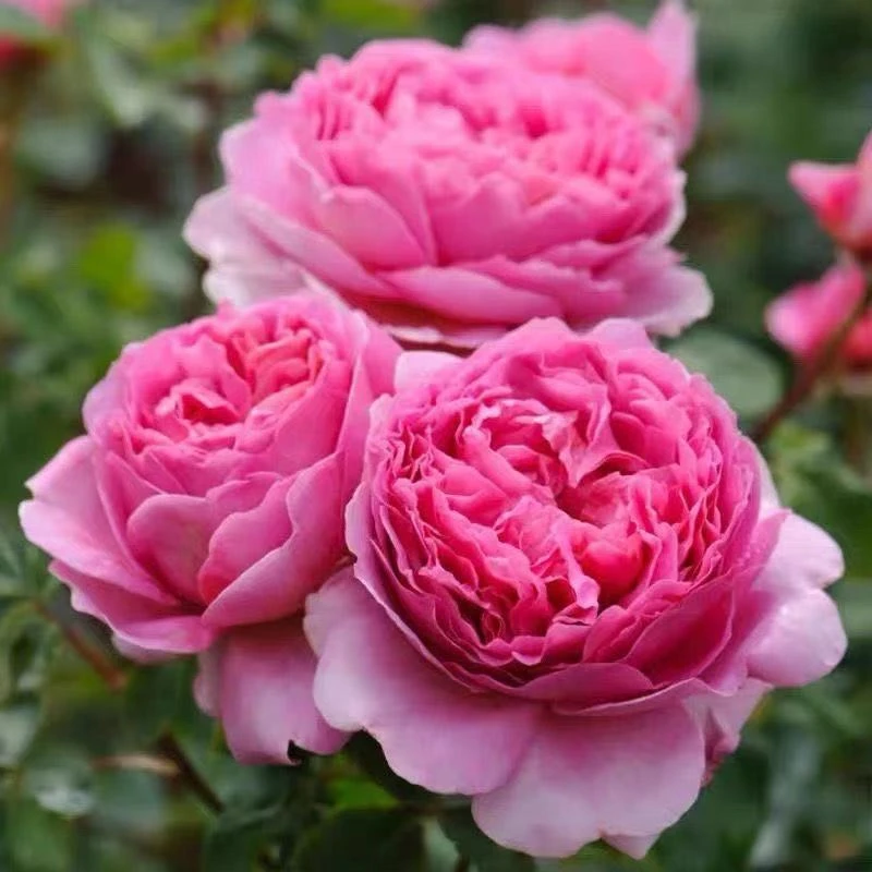 肯特公主 月季扦插花苗 大花浓香 灌木耐热多头花卉盆栽阳台花苗