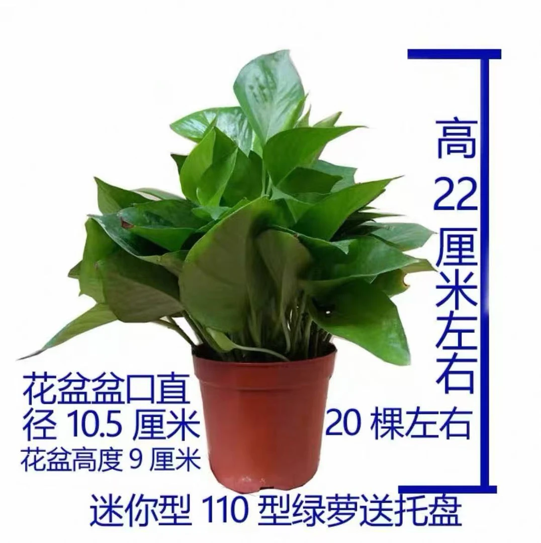 110#小盆绿萝盆栽室内好养吸除甲醛净化空气水培土培绿植花卉