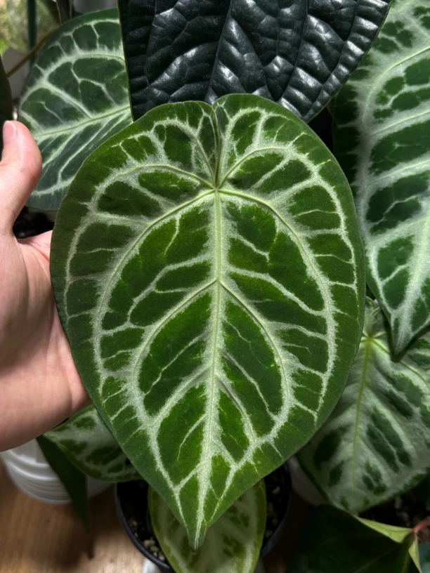 撕裂纹水晶花烛