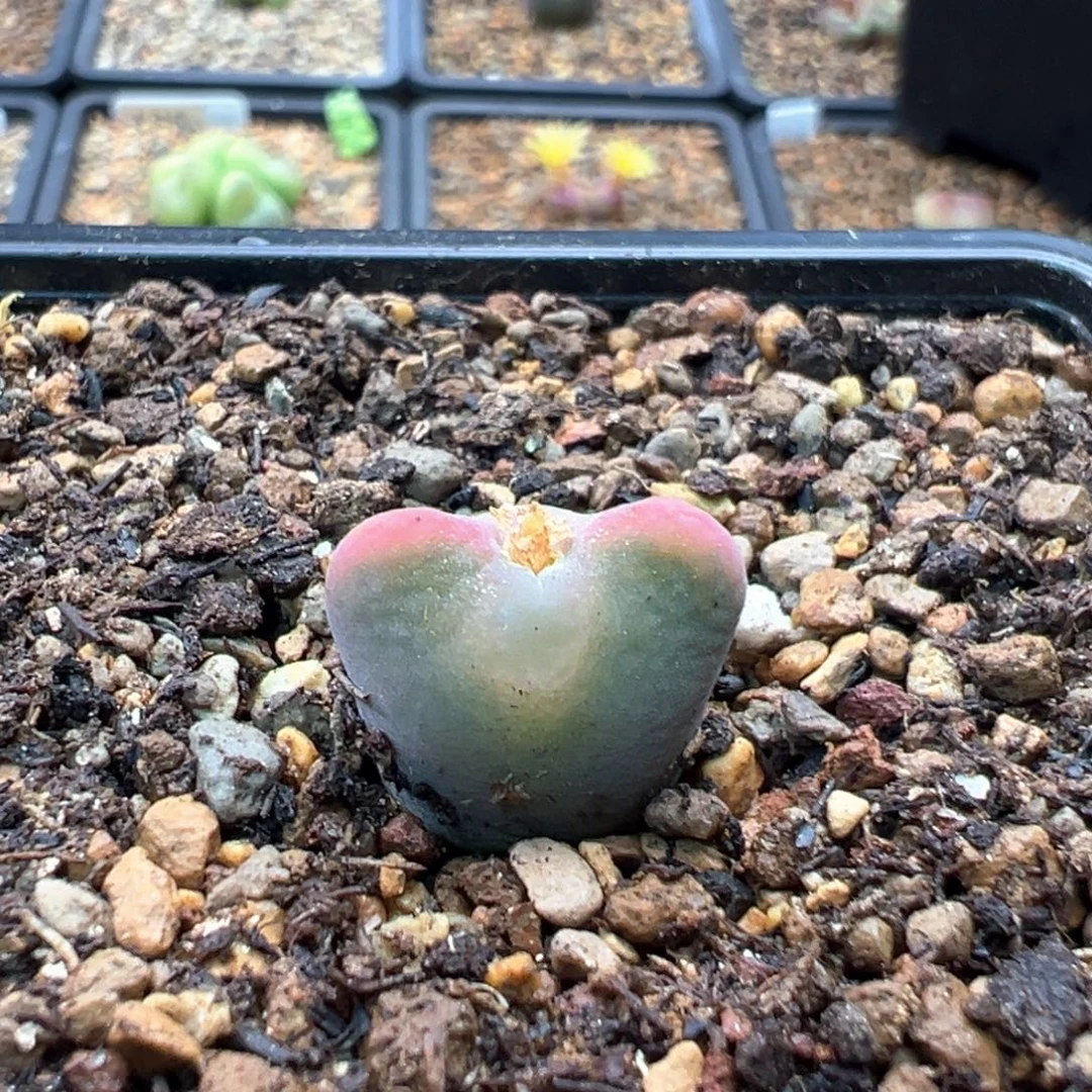 锦***王多肉单头优选将杂一棵特  锦鲤