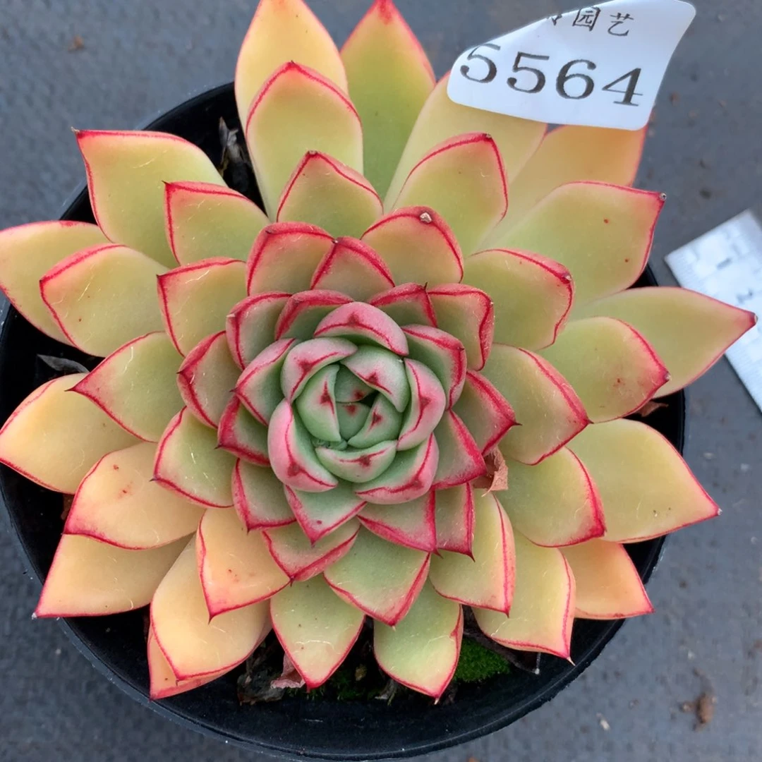 5564杂交多肉植物