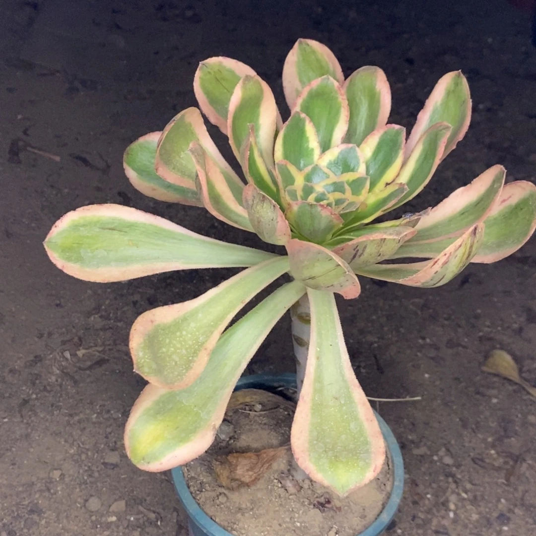 燕姿锦多肉植物027