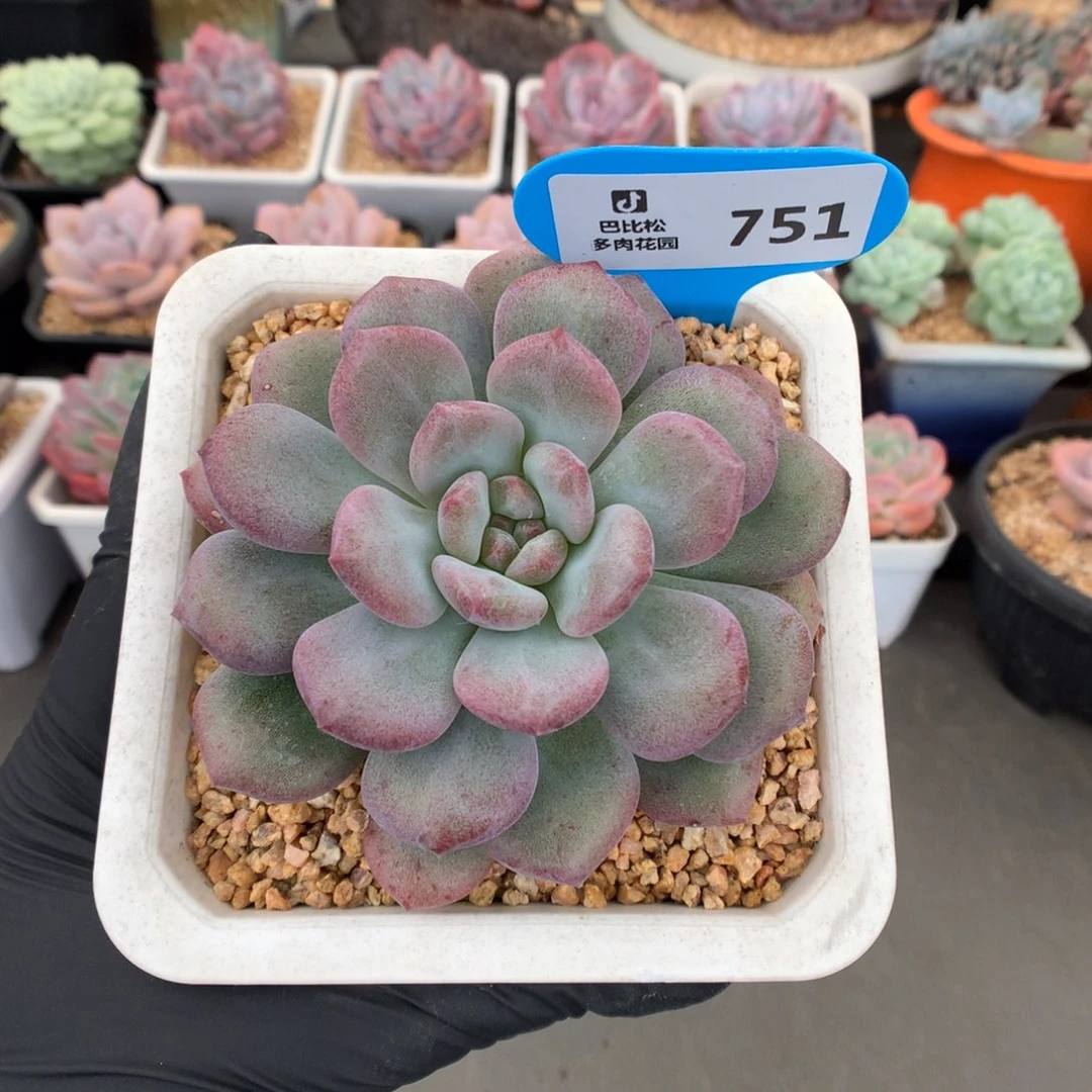 751 星影石化变异多肉