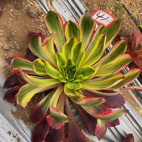 红魔女法师法师41链接发的