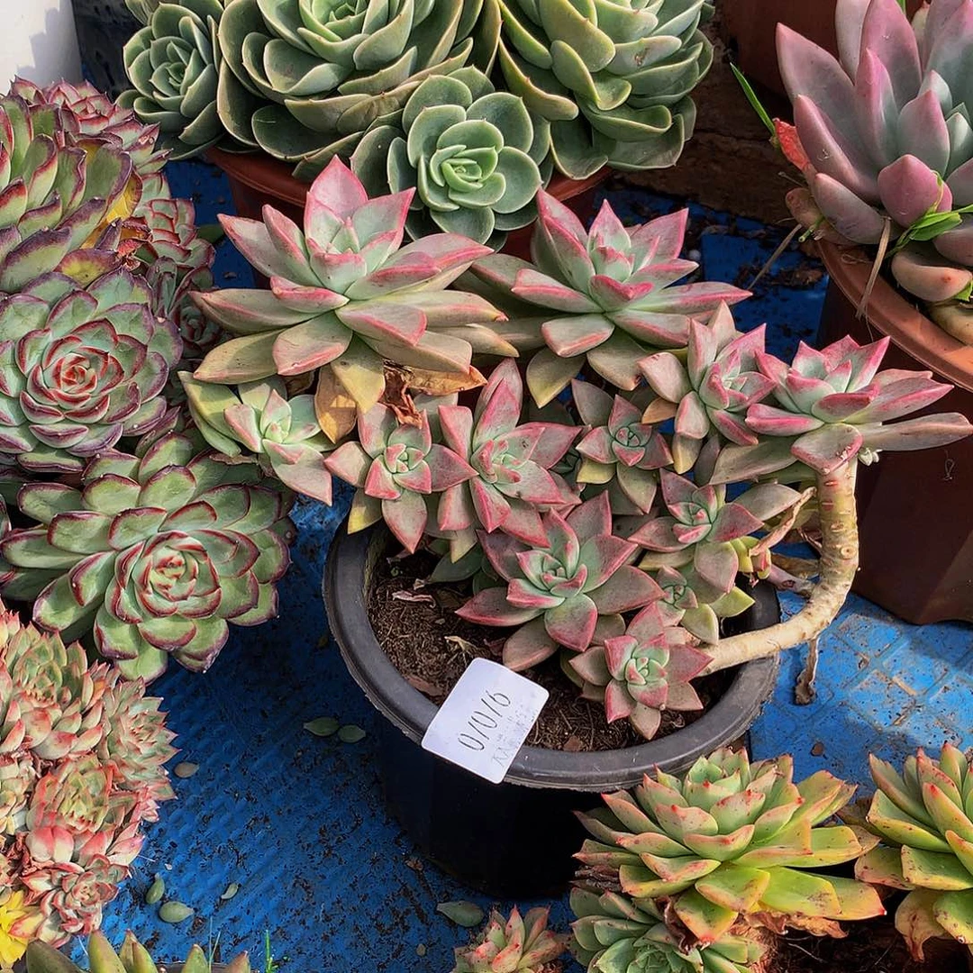 司***婉      冰月多肉07076