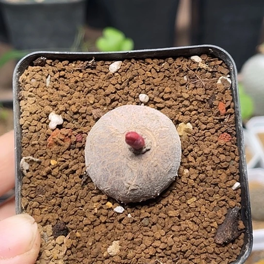 无花朵玫瑰大戟实生2.9cm