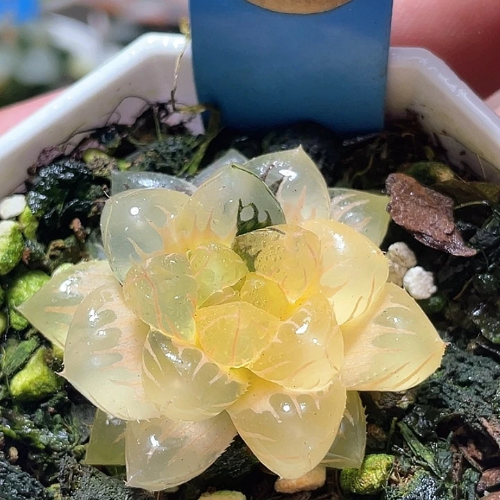 651水中月锦特选福利