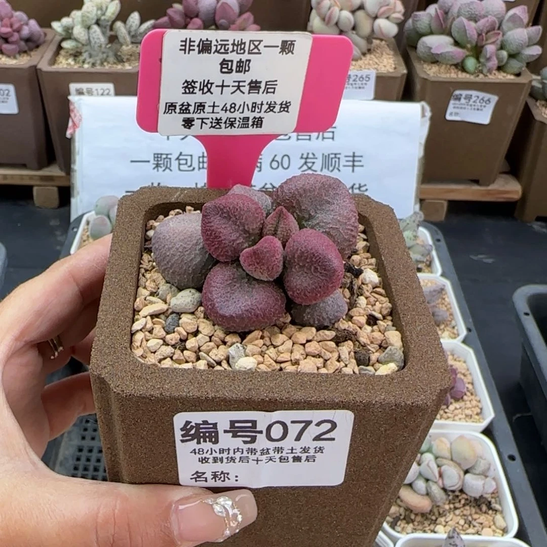 072水蜜桃多肉植物