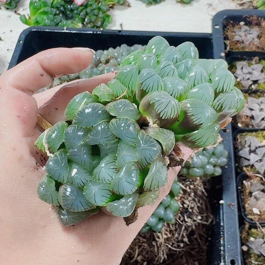 十二卷 实生en 冰灯2头