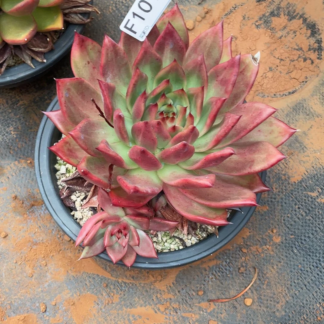 若如东云多肉单拍F101