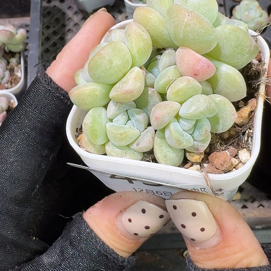 438 号到手1框一物一拍