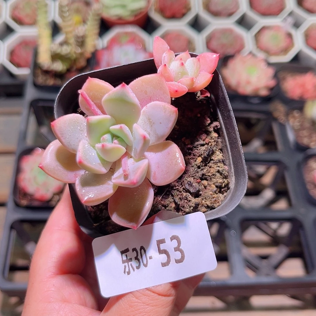 乐然30-53 红粉佳人