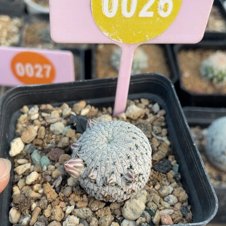 屏***店实生白斜子0026000000