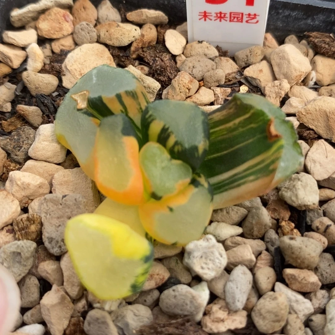 31大明湖万象锦一物一拍