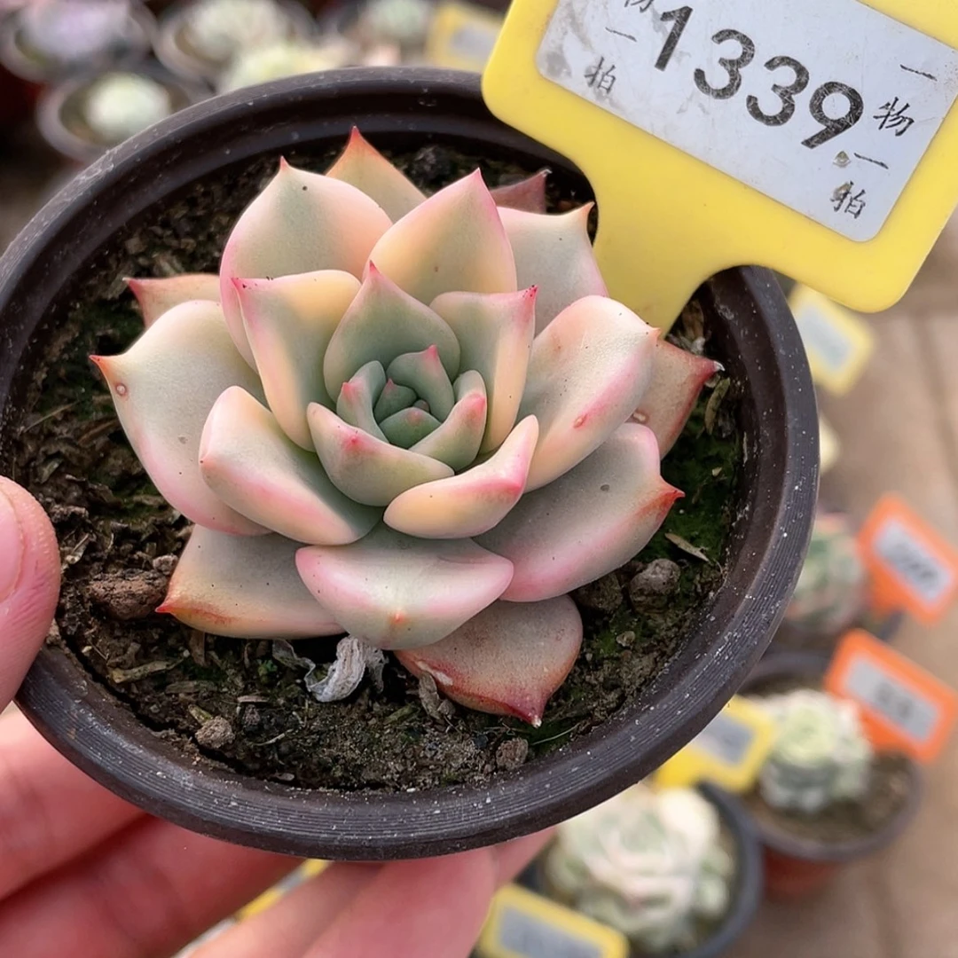 【闪购商品】1339号