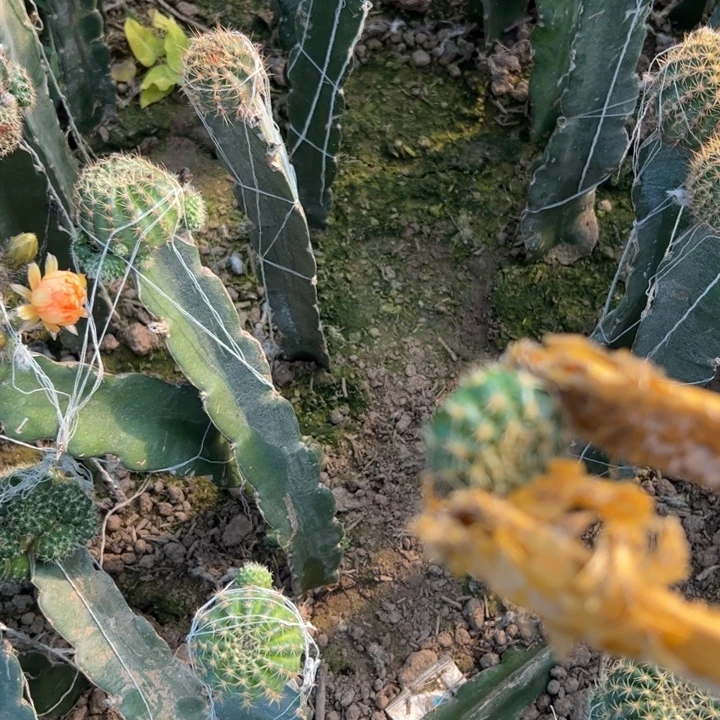 50混荷花歪无根侧芽3公分左右20包邮