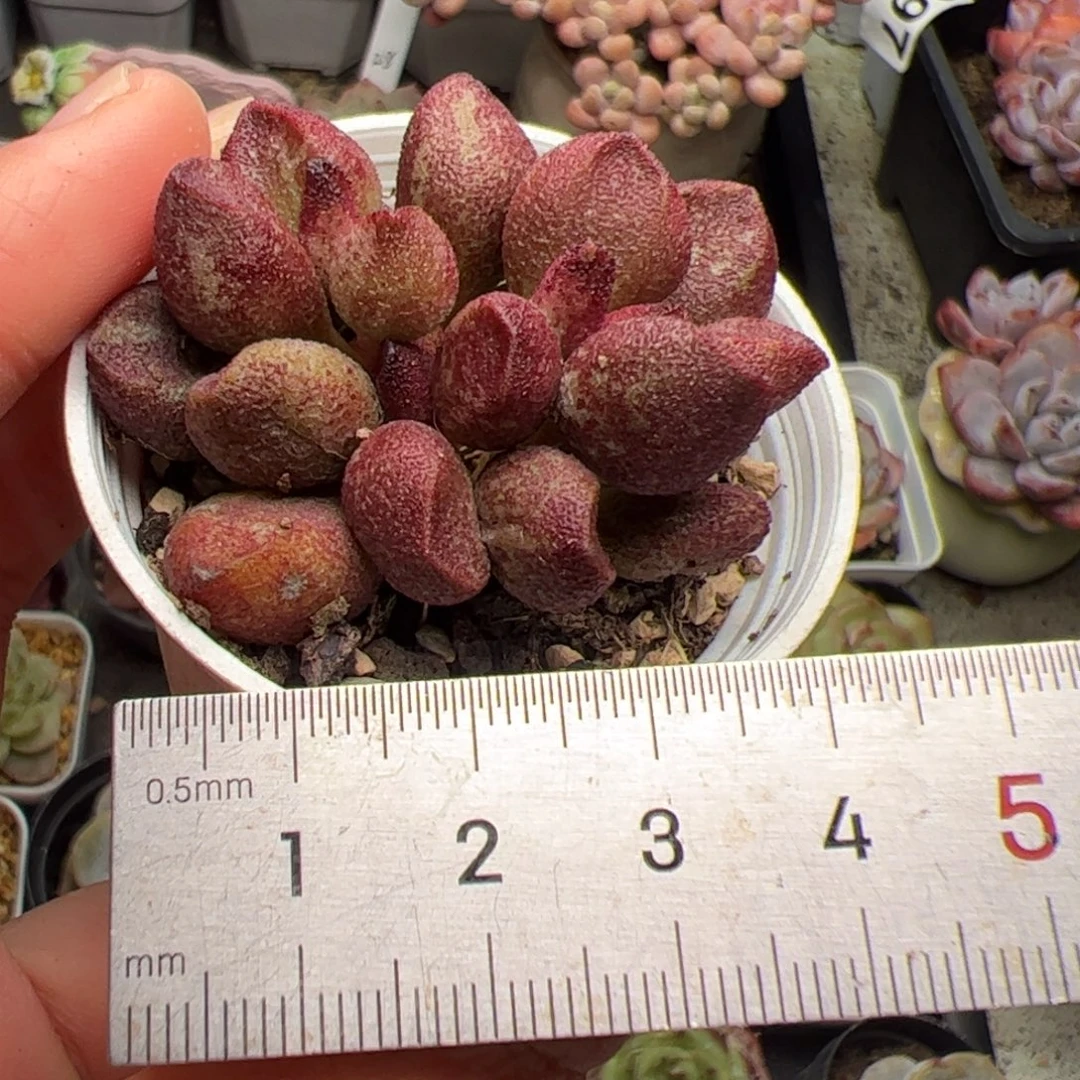 511 多肉植物组合盆栽