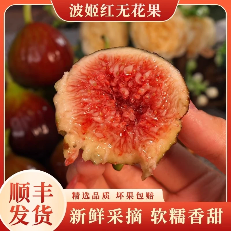 【顺丰空运】波姬红无花果新鲜水果树上熟紫皮无花果软糯清甜2斤起