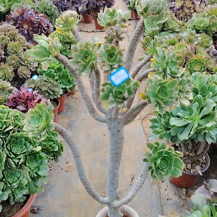 55号老桩原始绿法师嫁接木