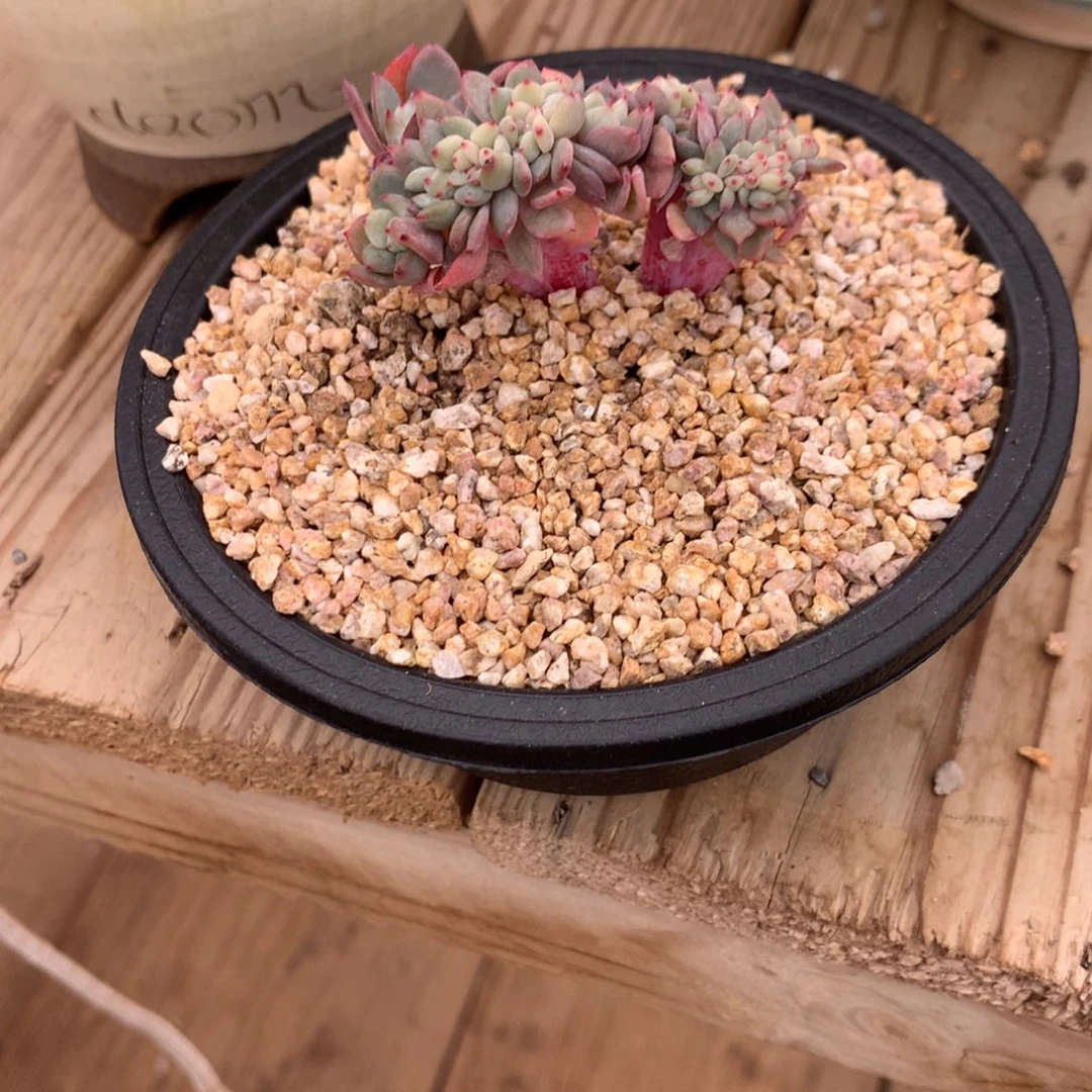 木****?木羽橙子发货多肉