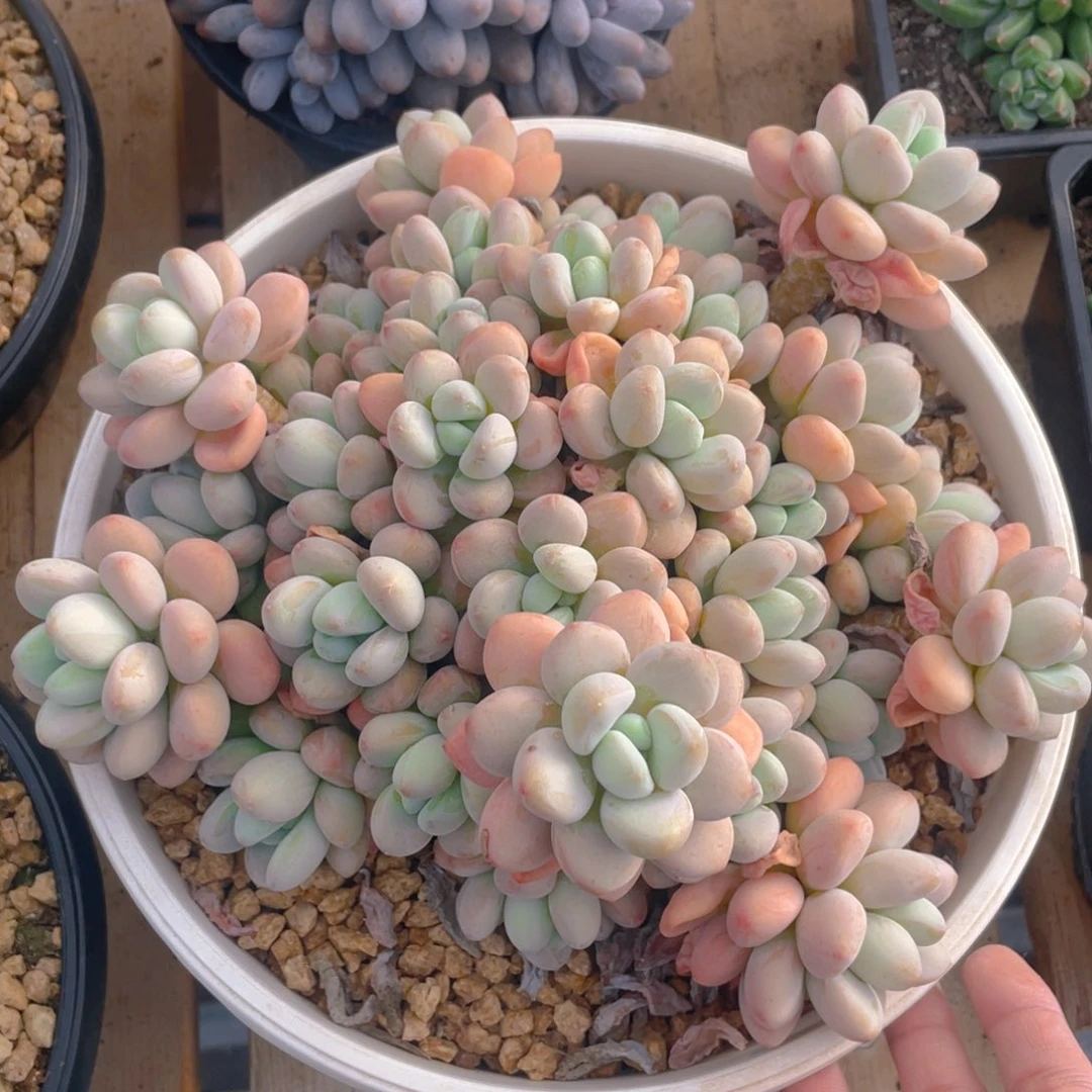 洛神多肉植物一棵