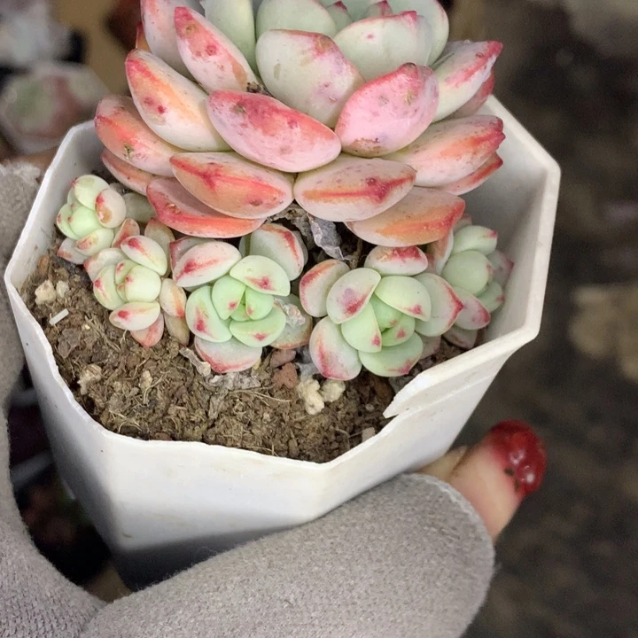 香草 一物一拍  （不满9.99发空盆冷地区不拍保温扣3.9多肉）