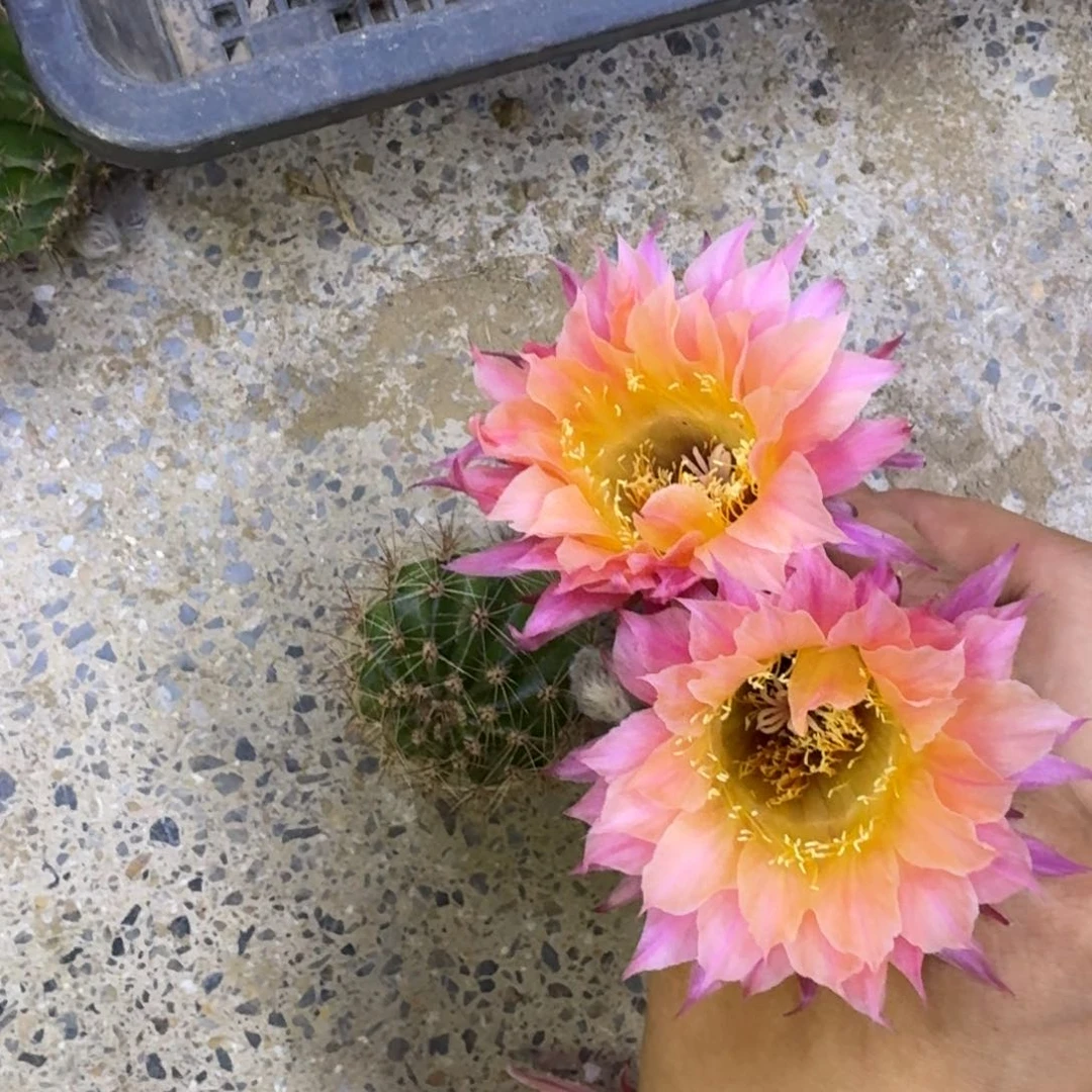 46彩草1147太阳神歪4公分左右无根侧牙，20包邮