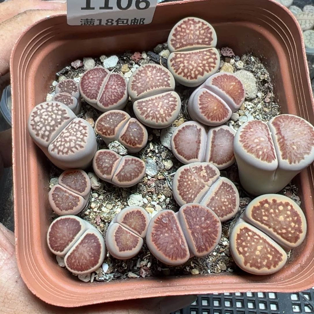 【闪购商品】 1106。