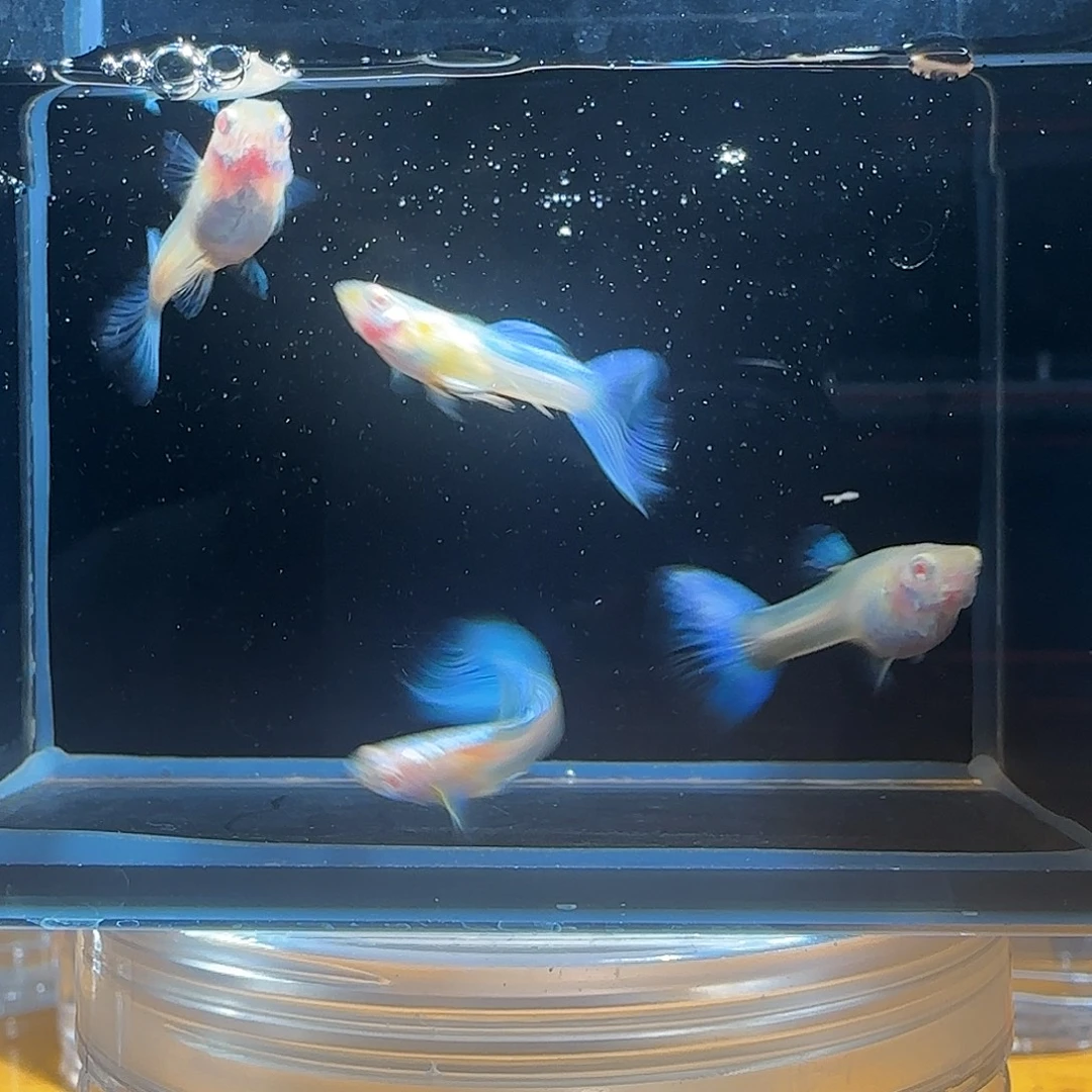 孔雀鱼关注主播参与竞拍