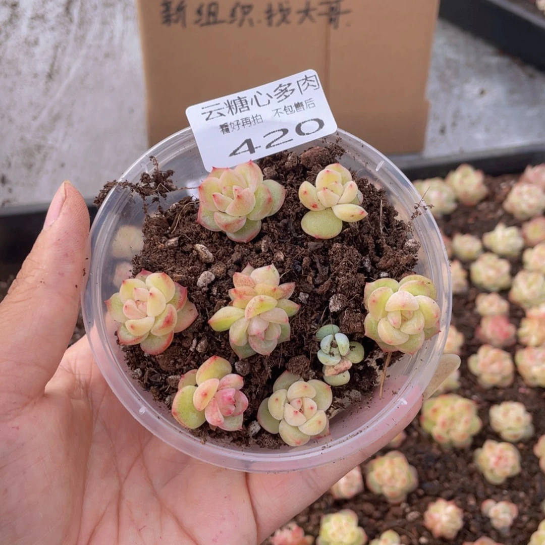 云糖心多肉植物420