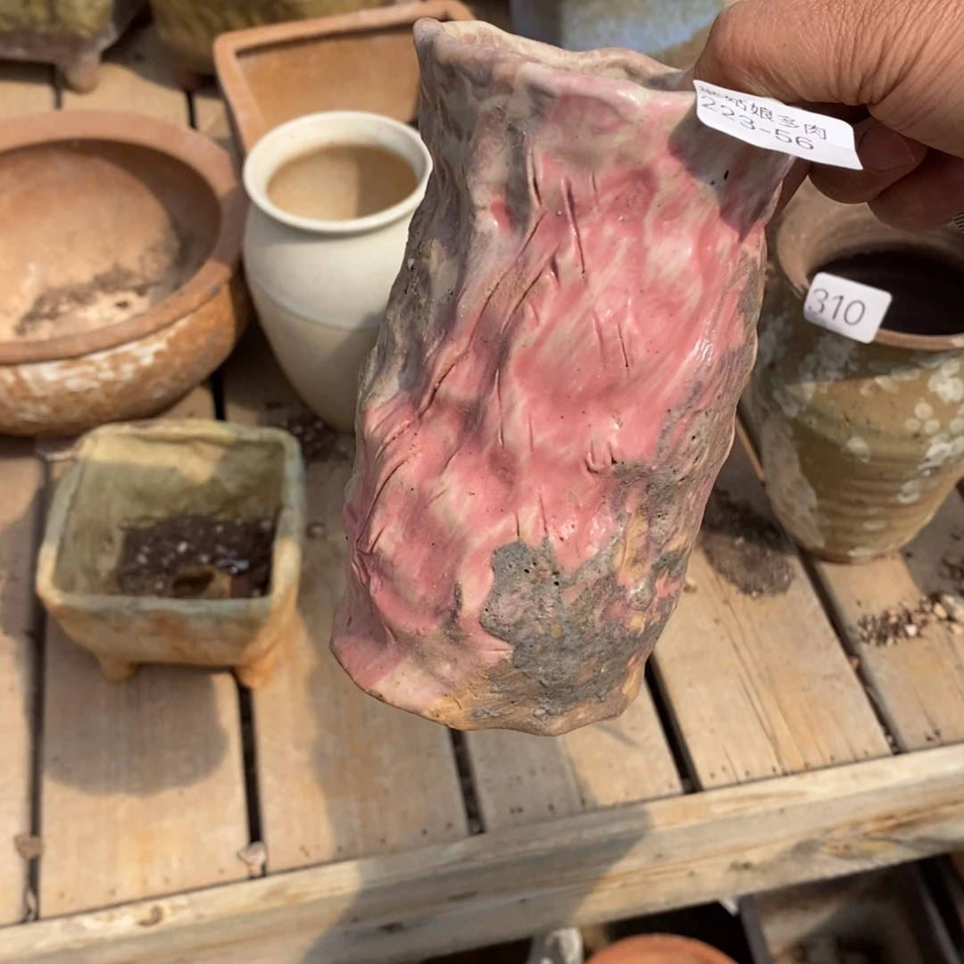 红陶兰*草56号多肉盆一个呀