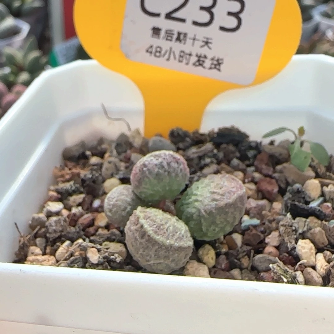 小***齐233。
