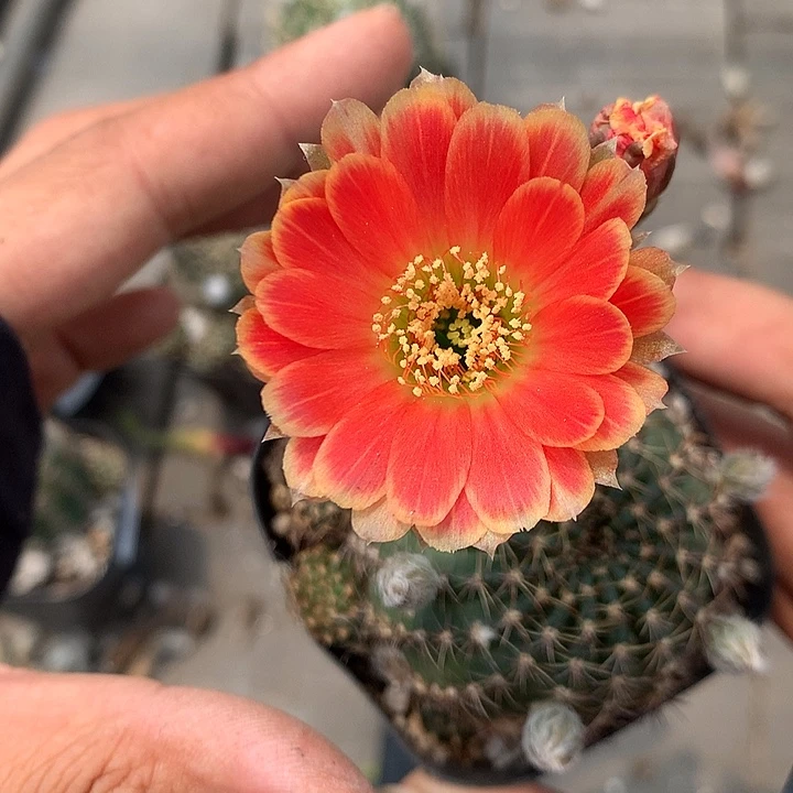 791 侧芽自根丽花6厘米盆