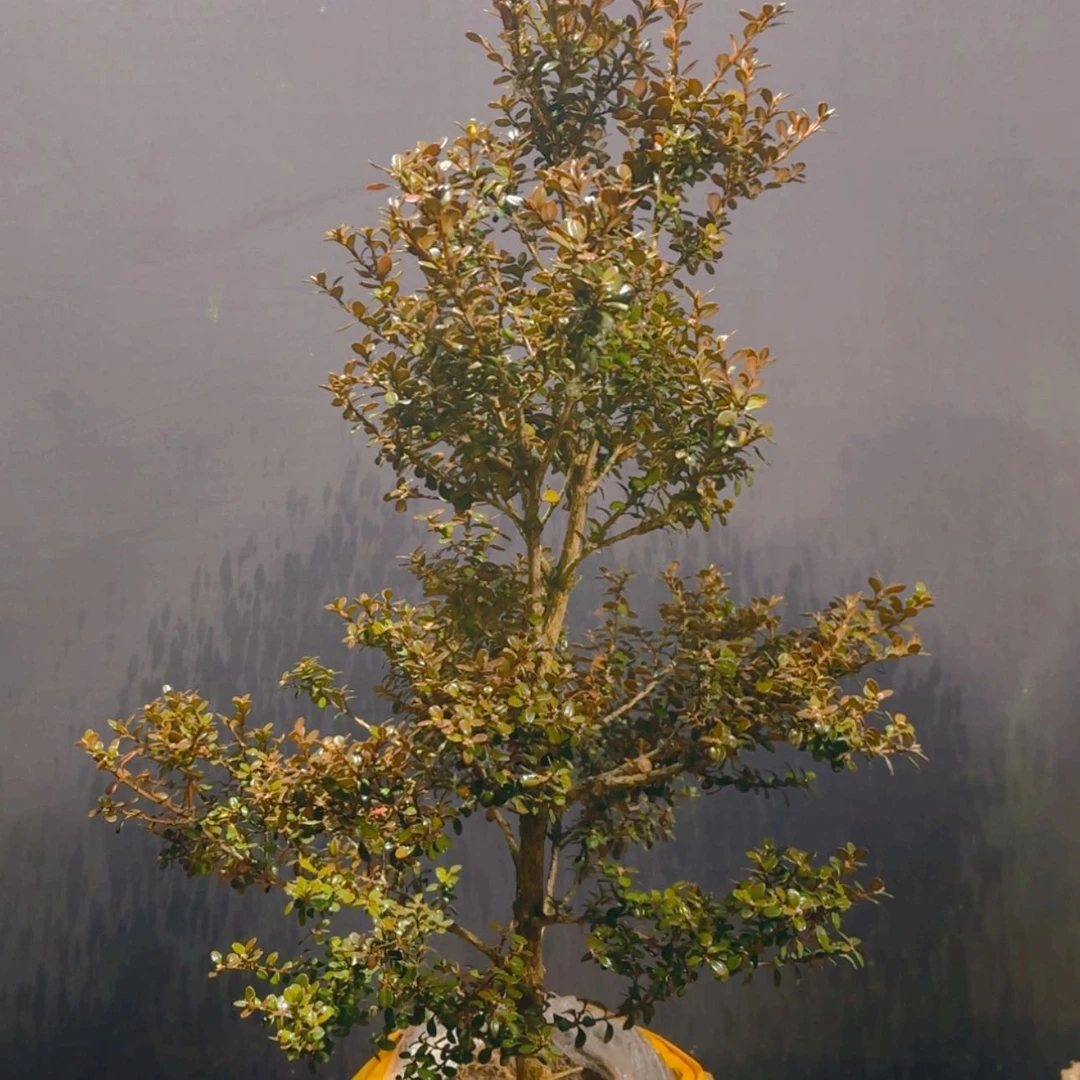 【闪购商品】完全开放