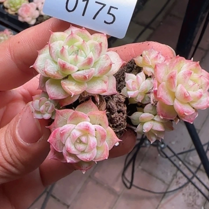 175号  女王  小脸