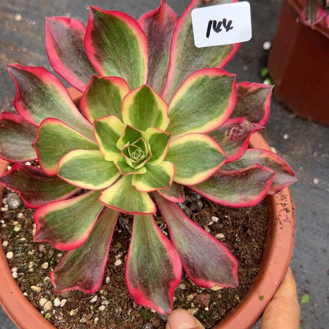 144魅影多肉嘻嘻嘻