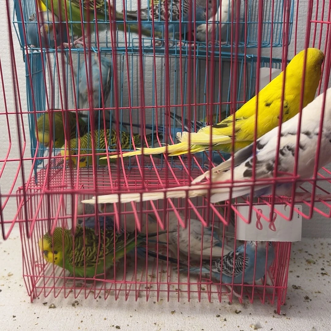 冬***5虎皮鹦鹉虎皮鹦鹉2只