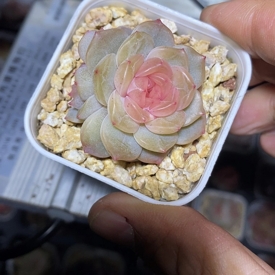 正版粉恋5厘米盆多肉植物