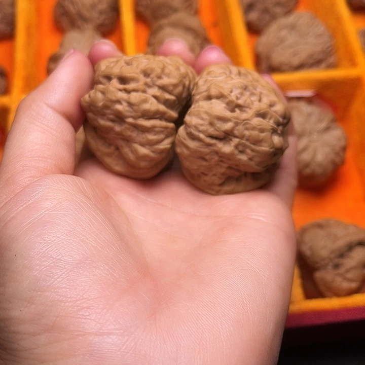 葫芦涞水山地果蛤莫头44尺