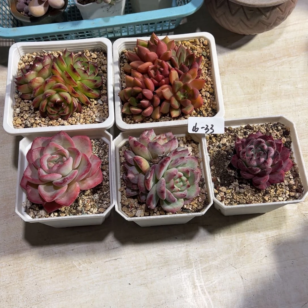 夏***～16-33套餐5个小鹿园艺