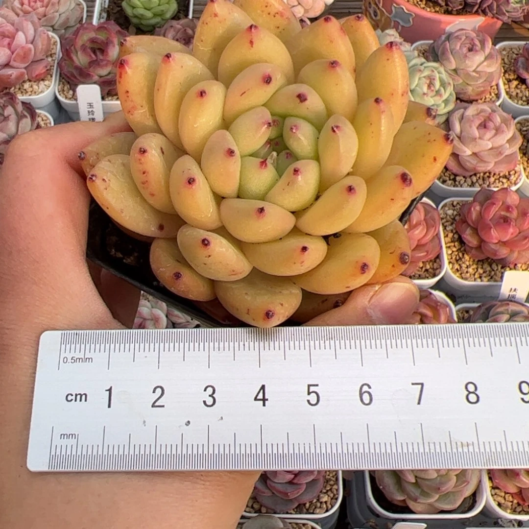 悄**笑440 多肉植物组合盆栽