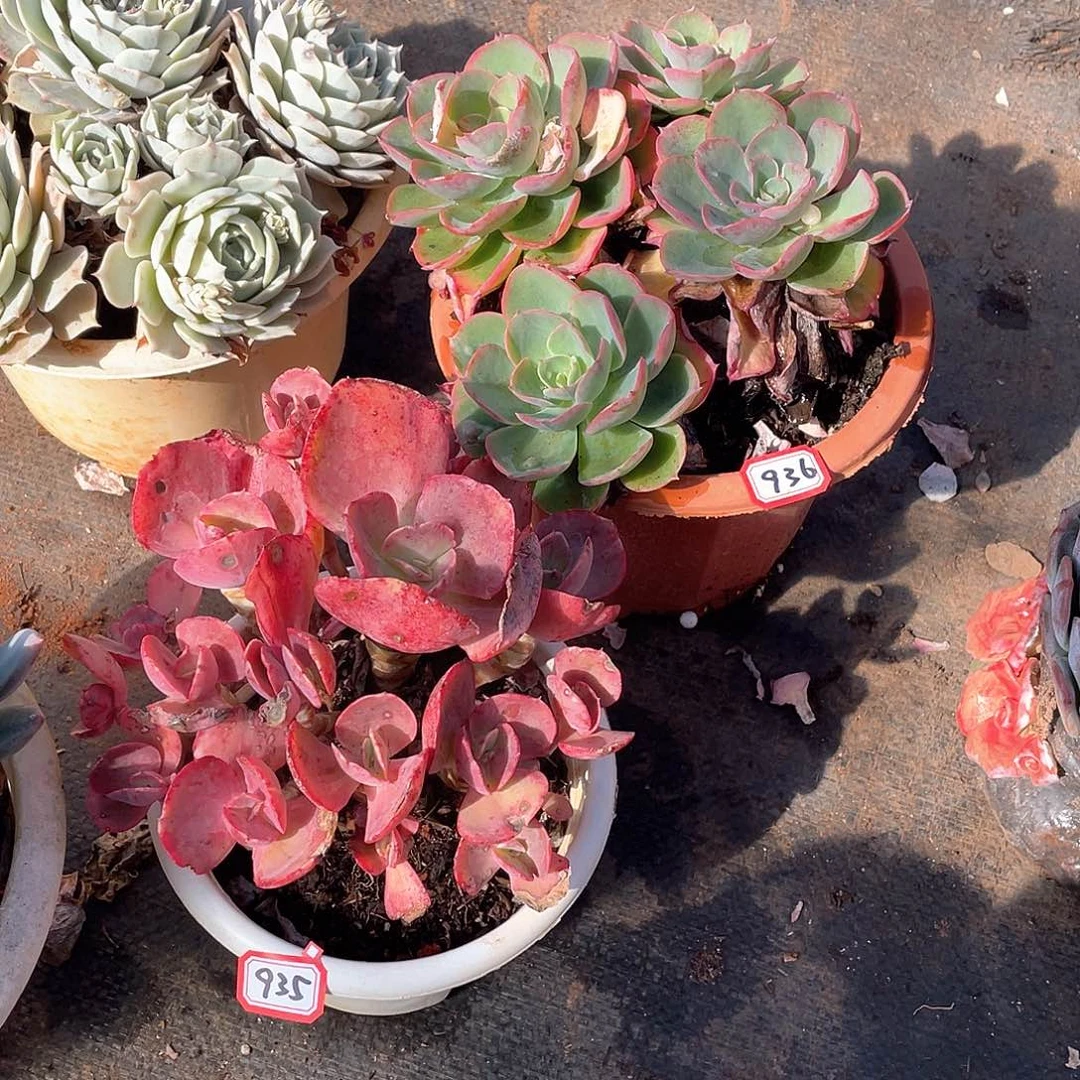 935-936两颗一物一拍多肉